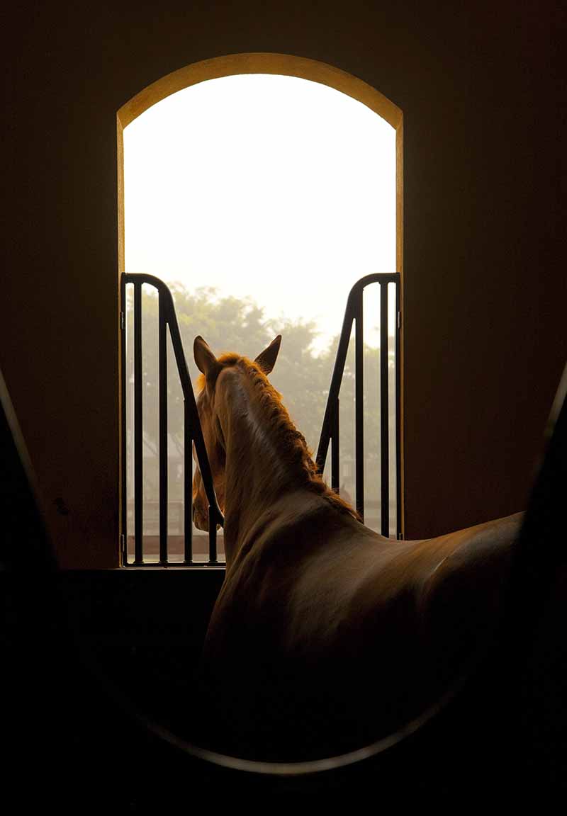 Palladian farm, Wellington, Florida, horse stable, window